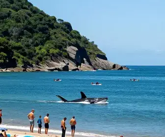 Descubra o Espaço Baleia Jubarte em Vitória: Uma Atração Imperdível