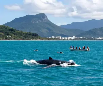 Explore a Temporada de Baleias em Vitória: Uma Experiência Inesquecível