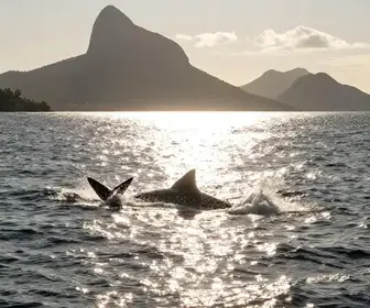 Explore o Encanto das Baleias-Jubarte em Vitória - ES